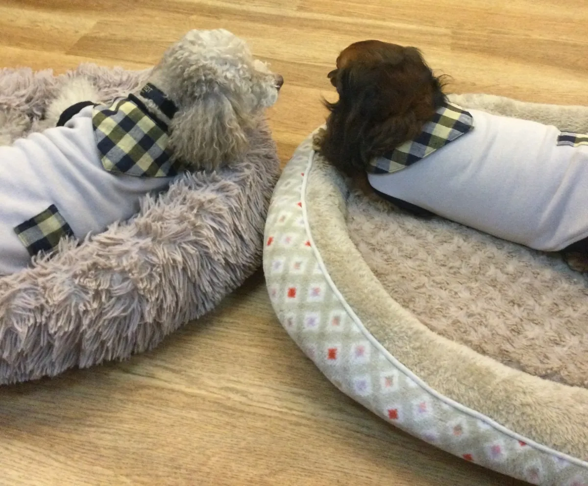 カフェのベッドで並んでくつろぐ2頭のワンちゃん