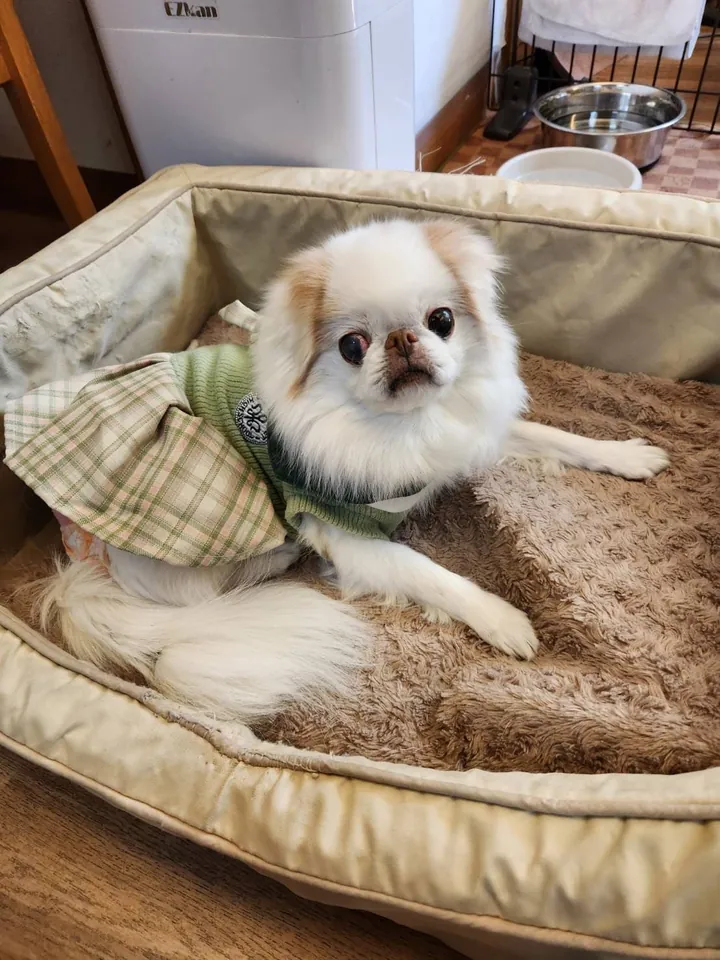 ヒメ(狆)